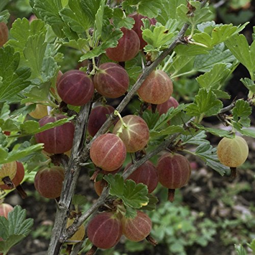 4er Beerenobst-Set, bestehend aus je 1 Pflanze von: Johannisbeerstämmchen rot Jonkheer van Tets, Stachelbeerstämmchen rot Hinnonmäcki, Himbeere Zefa III, Brombeere Chester Thornless - 3