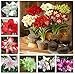 Produktbild GEOPONICS Farbe 12: Amaryllis Zwiebeln bados -Lilienknollen Hippeastrum Zwiebeln, Multi-Farben, 2 PC/Los