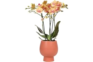 Kolibri Orchids | Orange Phalaenopsis Orchid Jamaïque + Pot décoratif Scandic Terracotta – Dimensions du pot Ø 9 cm – Hauteur 40 cm | Plante d'intérieur à fleurs dans un pot de fleurs – Produit frais