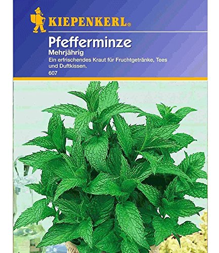 Pfefferminze mehrjährig, 1 Tüte Samen