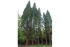 TREE SEEDS ONLINE GIANT SEQUOIA tree. 50 seeds