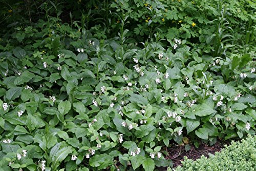 Symphytum grandiflorum - In a 0.5 L square pot (Set of 3)