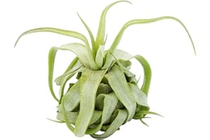 ALLTERRA Tillandsia streptophylla, Tillandsien, Bromeliengewächs