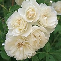 Kordes Rosen Schneewittchen Strauchrose, blendend reines schneeweiß, 12 x 12 x 40 cm