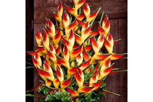 Haloppe 50 Pcs Heliconia Fleurs Plantes Graines pour La Maison Jardin Plantation, Rare Heliconia Wagneriana Graines De Plantes Ornementales Maison Jardin Cour Décor