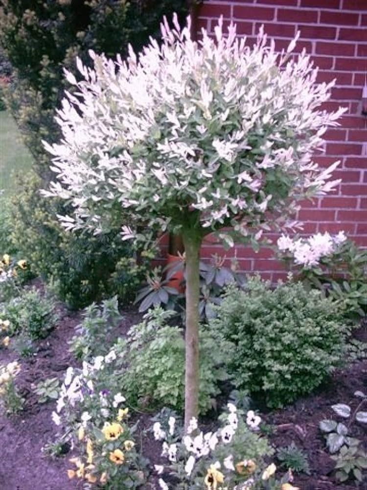 Ива хакуро нишики. Как укрыть иву хакуро нишики на зиму. Ива хакуро нишики на штамбе в ландшафте. Ива цельнолистная хакуро-нишики. Ива цельнолистная.