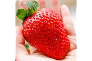 Welldales UK 50 Pieces Large Strawberry Seeds Big Red Aromatic Fruit Seed for Gardens Patios Balconies