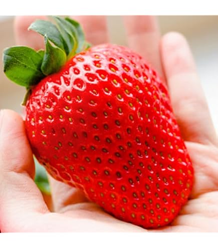 200pcs Pot Strawberry Seeds ABZ Four Seasons | Ubuy 200pcs Pot Strawberry Seeds ABZ Four Seasons | Ubuy