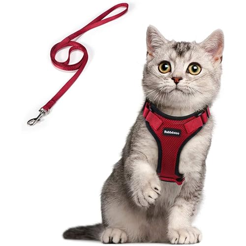 Pooblica Publier Quelque Chose Rabbitgoo Harnais Chat Petit Chien Laisse Harnais Chaton Reglable Rouge Xs Collier Harnai Chat Reflechissant Gilet Acheter Sur Amazon Fr En France