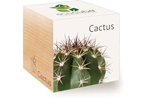 Feel Green Ecocube Cactus Exotics, Idée Cadeau (100% Ecologique), Grow-Your-Own/Kit Prêt-à-Pousser, Plantes Dans Des Cubes En Bois 7.5cm, Produit En Autriche