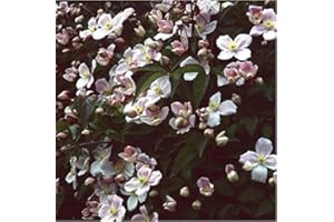 JUST SEED JustSeed - Flower - Clematis Montana Pink - Perfumed Forms - 15 Seeds