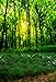 Price comparison product image 6x8ft Green Spring Backdrop Jungle Forest Backdrops for Photography Natural Scenery Sunshine and Green Grassland Vinyl Background Photo Booth Wedding Studios Props XT-6590