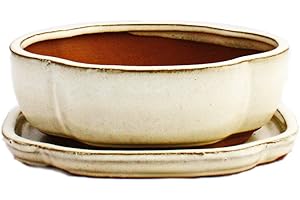 Exotenherz - Cuenco para bonsái con plato, tamaño 2, color beige claro, haitang/ovalado, modelo I5, L 14,5 cm - B 12,5 cm - H 5 cm