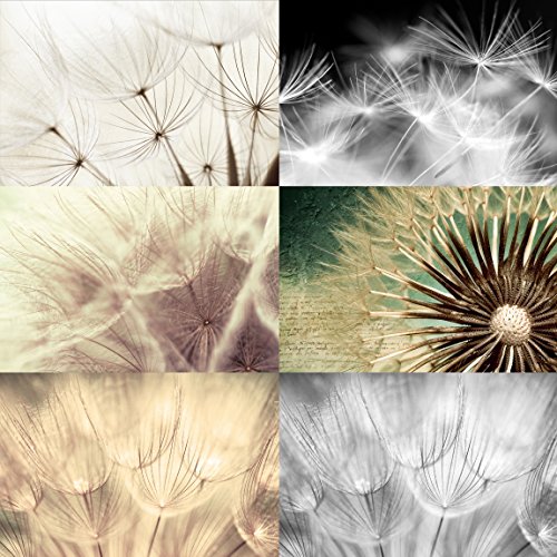Vliestapete – Top Pusteblumen Tapeten – 6 hochwertige Motive zur Auswahl – Fototapete Breit Vlies Tapete Wandtapete XXL Wandbild Foto 3D Fototapete Wohnzimmer Schlafzimmer Kinderzimmer, Größe HxB: 225cm x 336cm; Motiv: Pusteblumen schwarz weiss - 3