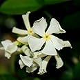 Star Jasmine Evergreen Climbing Garden Outdoor Plant for Trellis, Fences & Obelisks Baring Fragrant White Summer Flowers, 1 x Trachelospermum Jasminoides in 9cm Pot by Thompson & Morgan