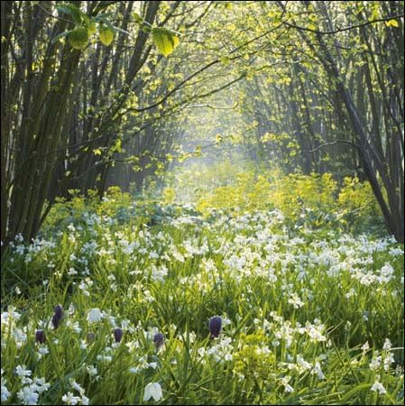 Woodmansterne National Trust Nature Blank/Birthday Card - Sissinghurst Castle Garden