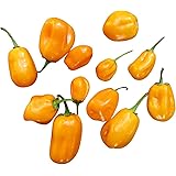 Aji Dulce Amarillo 10 Samen -Leicht Scharf mit dem leckeren Habanero-Aroma-