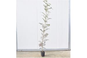 MONDOPIANTE Albero di Jacaranda Mimosefoila Vaso 18cm,Altezza 50/80cm