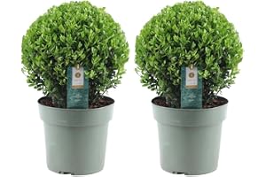Järnek – Ilex Crenata 'Jenny' – Ø 25 cm – 2 stycken