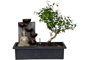 ZynesFlora Real Indoor Bonsaï - Bol en Céramique et Cascade - Hauteur: 25-30cm - Feng Shui Zen Bonsaï Meditation Decoration