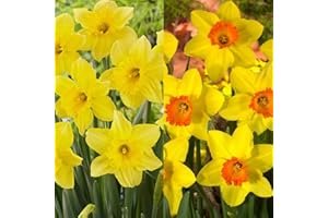 BOTANICAL BLISS 25 Small-Cupped Daffodil Bulbs – Spring Blooming Perennials with Bright Yellow Petals and Orange Centres – Cultivated for UK Gardens and Climate Conditions