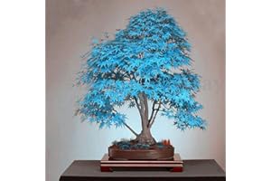 Haloppe 30 Pz Semi di Piante di Acero Blu per la Piantagione del Giardino di Casa, Semi di Albero di Acero Blu Pianta Ornamentale Miniascape Giardino Cortile Decorazione Bonsai Semi Di Acero
