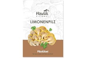 Hawlik Pilzbrut - el original - seta de ostra amarilla - 20 espigas de micelio para cultivar en madera y paja - setas autocultivo - juego de niños para cosechar setas ostra