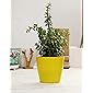 Leafy Tales Button Jade Live Plant in Yellow Plastic Pot, Feng Shui Plant