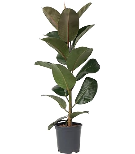 Ficus Elastica 'Robusta' (Fico Del Caucciù) Pianta Da Appartamento In Vaso Ø12 Cm, Altezza 25-35 Cm, Facile Da Curare