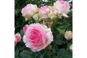Strauchrose „Eden Rose®“ - Hellrosa blühende Topfrose im 6 L Topf - frisch aus der Gärtnerei - Pflanzen-Kölle Gartenrose