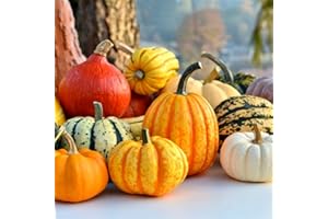 HAPPY GREEN SHOP Mix of Gourds 25 Seeds + Plant tag + Freebie - Cucurbita Pepo - Autumn Decor gourds Ornamental