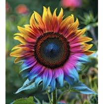 50pcs Blue & Yellow Giant Teddy Bear Sunflower Seeds – Fast Growing, Full Sun, Pet Safe