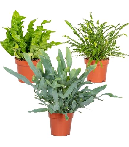 Nephrolepis Exaltata Dame Verte Fougères D'intérieur Pot De 2 Litres 20 60 Cm Nephrolepis Exaltata Dame Verte Fougères D'intérieur Pot De 2 Litres 20 60 Cm