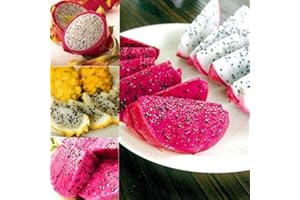 PERZOE 100 Unids Mezclado, Color Pitaya Semillas Deliciosa Fruta Bonsai Planta Hogar Jardín Decoración Semillas de pitaya