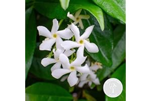Bloomique - Trachelospermum jasminoides - Jasmin de Toscane - Blanc - Grimpante - Plante de jardin - Persistant - Rustique - 50-70 cm de Haut - Pot 15 cm