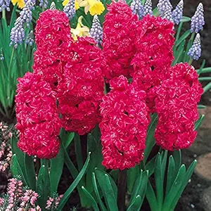 FernsFly IMP. Hyacinth Aromatic Charming Flower Bulbs Winter Flower Home Pot / Land Gardening Bulbs Blooming planting (Pack of 4 Hollyhock Hyacinth)