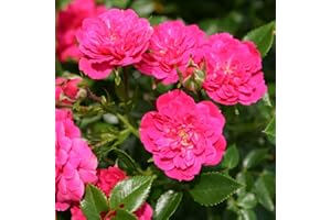 Rose Knirps® - Bodendeckerrose rosa Blüten - Kleinstrauchrose Pflanze Stark gefüllt Winterhart Halbschattig Mehltau-Resistent von Garten Schlüter - Pflanzen in Top Qualität