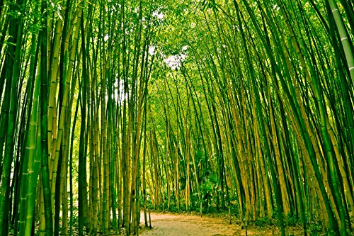 VLIES Fototapete (46V) BAMBOO FOREST Größe 350 x 260 cm in 7 BAHNEN 50 cm Breite x 260 cm Höhe - hoch qualitativer fotorealistischer Digitaldruck ! SPEZIALKLEBER für Vliestapete inklusive! XXL Bambus Wald Bambuswald Bäume Natur Landschaft Pflanzen - Tapete Poster Wandbild Bildtapete Wall Mural