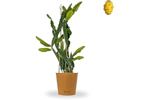 Bloomify® Drachenfrucht Pflanze "Draga" gelb | 80-110 cm hohe Pitahaya | pflegeleichte Pitaya für Kübel oder als Zimmerpflanze | süße Früchte & schöne Blüten