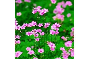 BRKENT Bulbi Di Oxalis Bulbi Da Fiore Perenni Hardy Tappezzanti Perenni Piante Da Balcone Fiori Decorativi Rosa Piante Esotiche Fiori Da Giardino Piante Rustiche In Vaso Fiori Da Balcone 5 Bulbi Di Oxalis