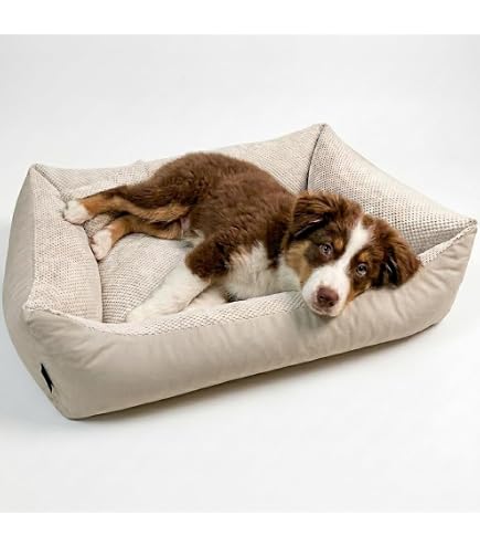 hund allergie nassfutter Patentrezept | Insekten Hundefutter Allergiker | Nassfutter