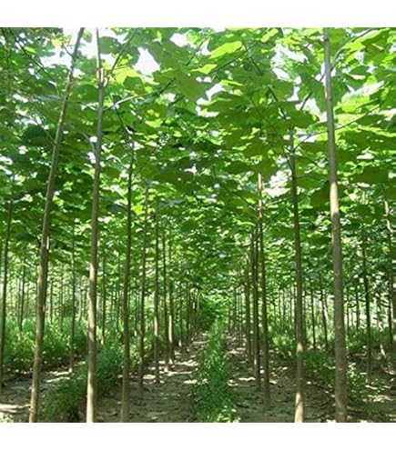 50 Semi Di Vetiver Freschi - Pianta Erbacea Per Giardino, Interno O Esterno - Foto 4