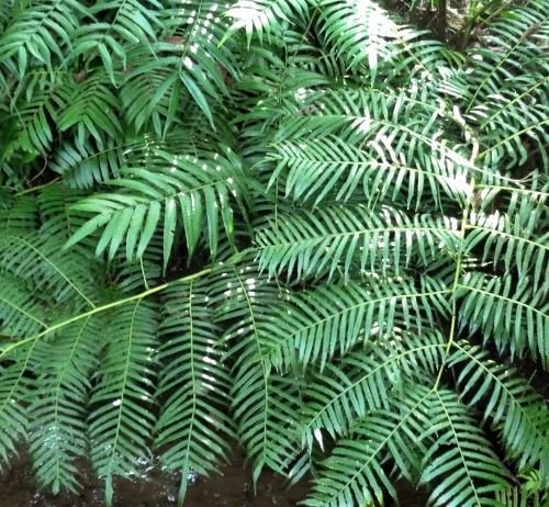 Ptisana fraxina var. salicifolia - Caudex Farn - 10 Samen