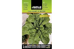Semillas Batlle – Semi di spinacio