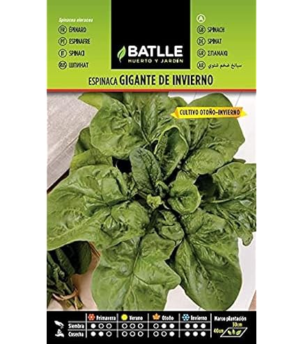 Kale: La Verdura De Moda Es Una Berza Gallega - Foto 2