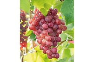 BALDUR Garten Kernlose Tafel-Trauben 'Vanessa®', Weinreben rot, 1 Pflanze, Vitis vinifera, Weintrauben kernlos, winterhart, mehrjährig, Pilzfeste Sorte