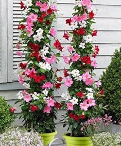 Aceri Giapponesi Vendita Piante Online Aceri Giapponesi Vendita Piante Online