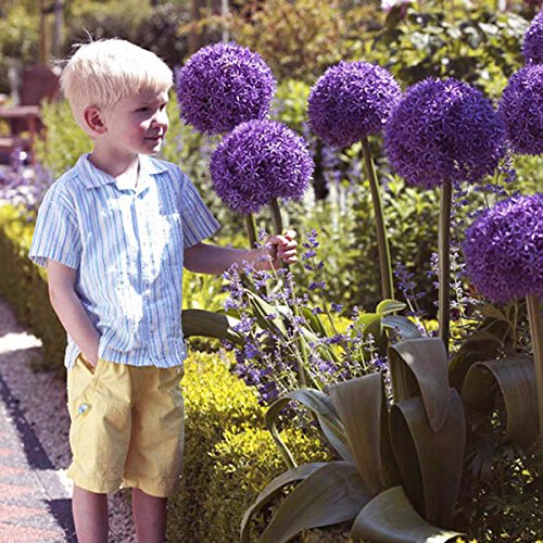 20pcs Allium Giganteum Seeds lila Pflanze DIY Hausgarten - 2