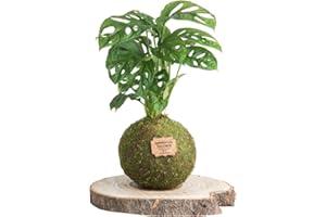 Kokedamas Lucciana Monstera Naturel - Kokedama Intérieur | Boule de Mousse Vivante | Plante Naturelle | Plante Intérieure ou Extérieure | Décoration Maison | Entretien Facile
