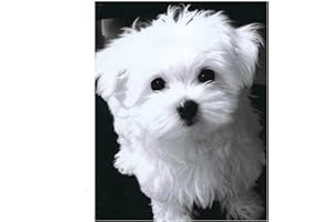 LUXIOO Diamond Painting, Chien maltais blanc DIY 5D Diamant Peinture Complète Foret Kit, Diamond Pasted Painting Point de Croix Cristal Strass Broderie Craft pour Home Décoration Murale Square Drill,30x40cm